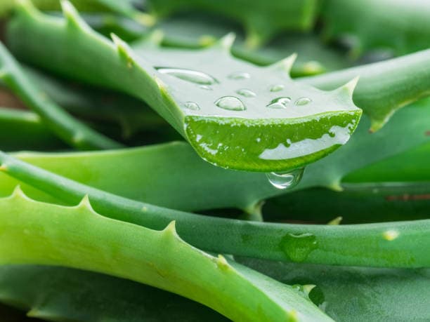 Why Aloe Vera in Sanitary Napkins?