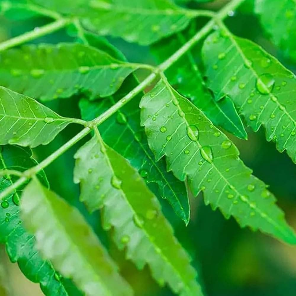 How the Power of Neem in Daily Hygiene?